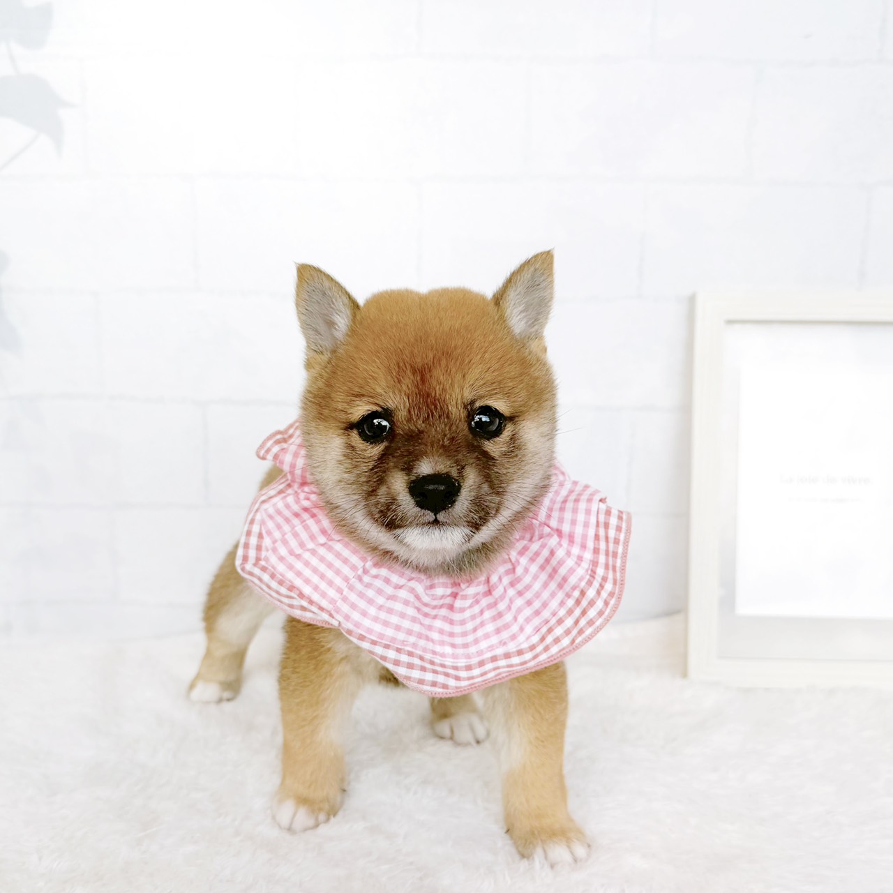 石川県の豆柴 (犬の家＆猫の里金沢店/2026年7月28日生まれ/女の子/赤)の子犬の1枚目の画像