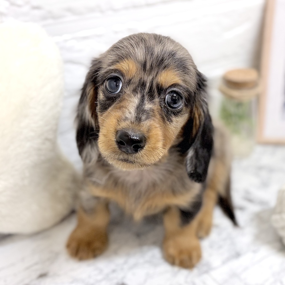 愛知県のミニチュアダックスフンド(ロング) (犬の家＆猫の里豊田店/2026年7月27日生まれ/男の子/シルバーダップル)の子犬の1枚目の画像