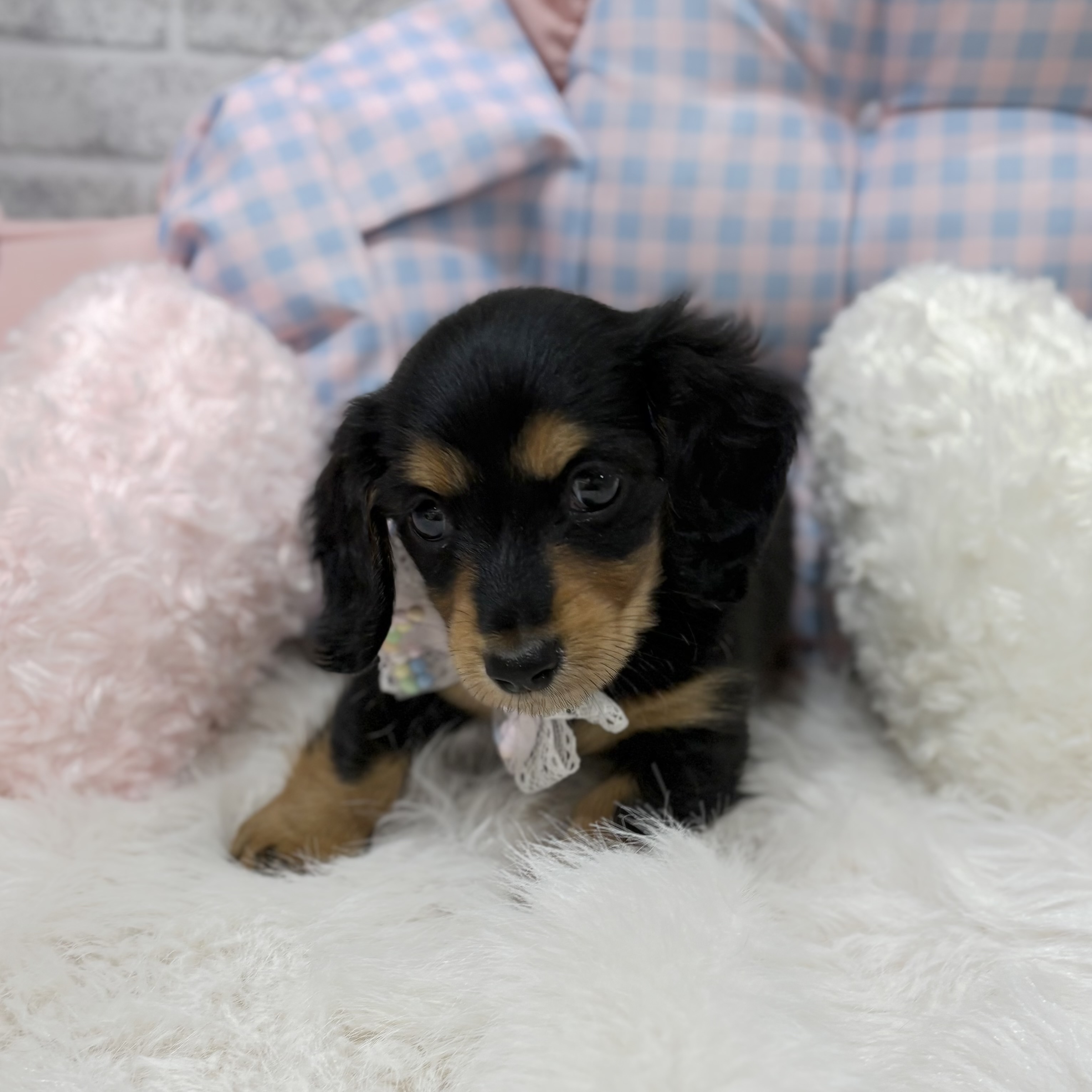 神奈川県のミニチュアダックスフンド(ロング) (犬の家＆猫の里元住吉ブレーメン通り店/2026年7月26日生まれ/女の子/ブラックタン)の子犬の2枚目の画像