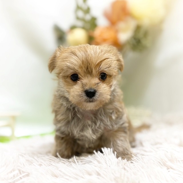 静岡県のマルキー/マルヨーキー(マルチーズ×ヨークシャーテリア) (犬の家＆猫の里藤枝店/2026年7月25日生まれ/男の子/オレンジ)の子犬の2枚目の画像