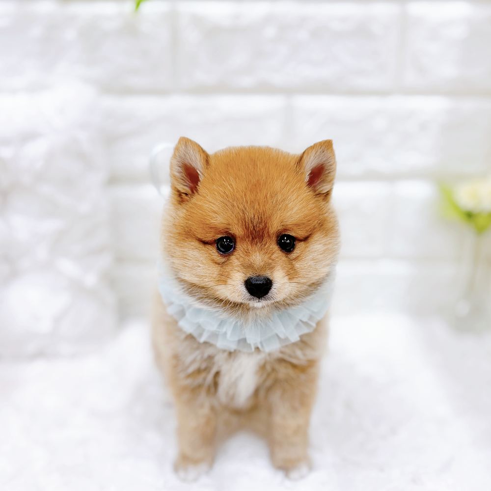 ハーフ犬男の子の写真