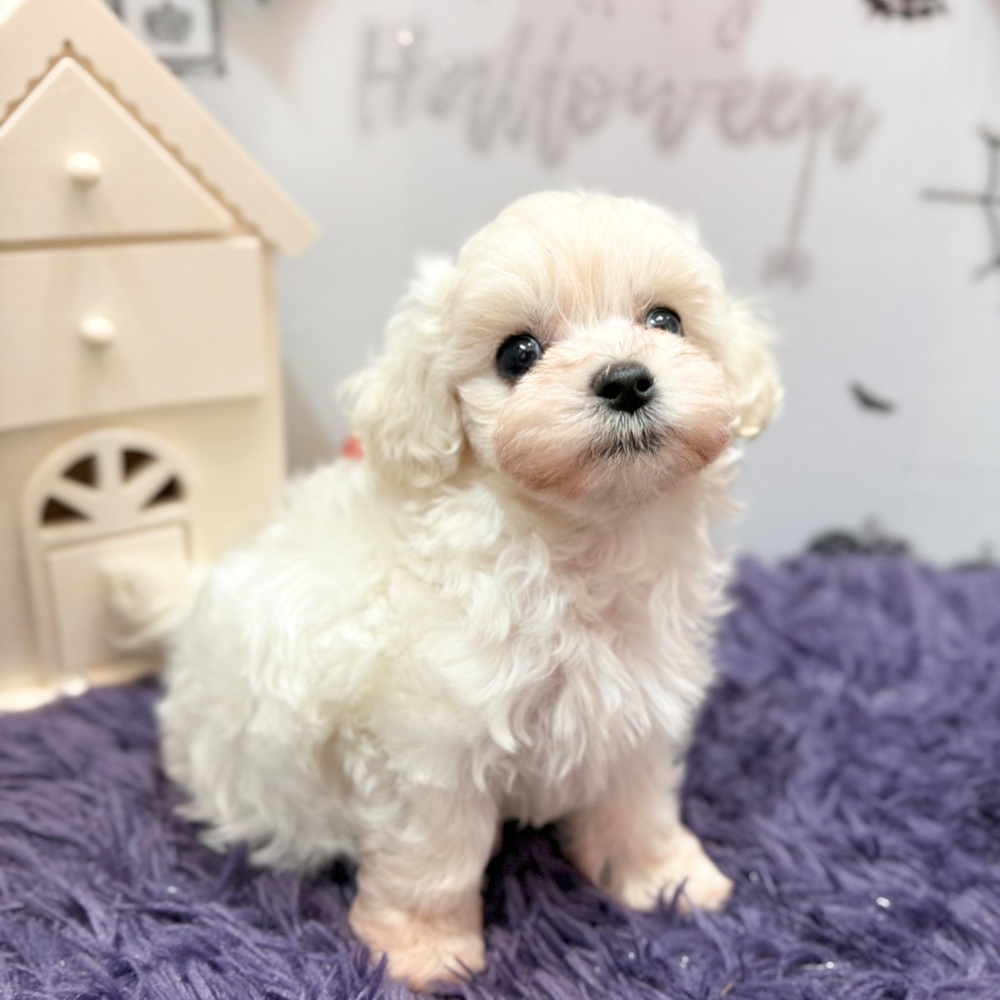 静岡県のマルプー(マルチーズ×プードル) (犬の家＆猫の里プレ葉ウォーク浜北店/2026年7月28日生まれ/女の子/クリーム)の子犬の1枚目の画像