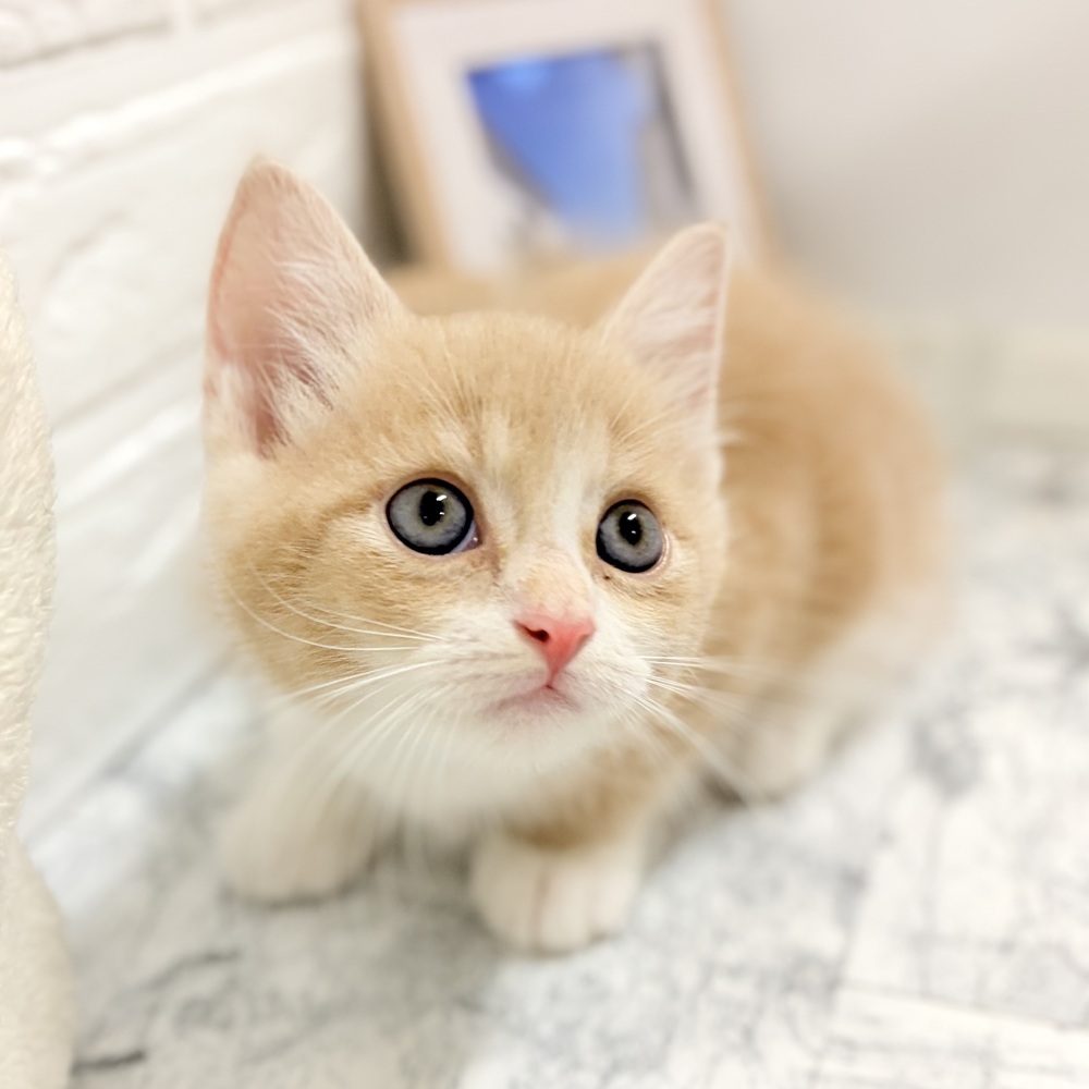 愛知県のマンチカン (犬の家＆猫の里豊田店/2026年7月27日生まれ/男の子/クリームタビーホワイト)の子猫の2枚目の画像