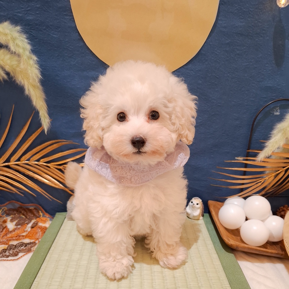 静岡県のトイプードル(トイ) (犬の家＆猫の里富士店/2026年7月27日生まれ/男の子/ホワイト)の子犬の1枚目の画像