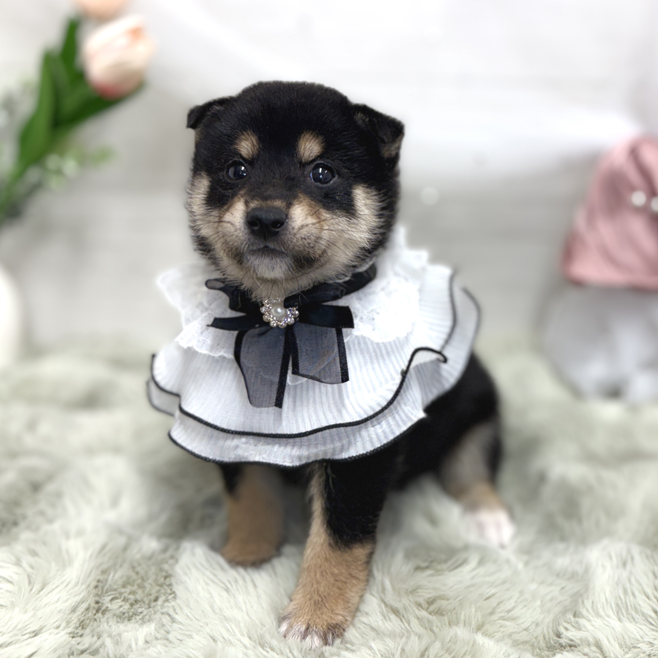 神奈川県の柴犬(標準サイズ) (犬の家＆猫の里相模原店/2026年7月27日生まれ/男の子/黒)の子犬の2枚目の画像