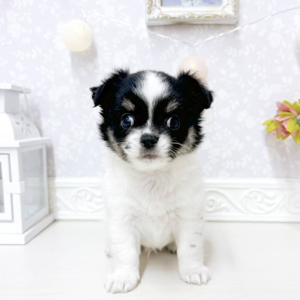 富山県のチワワ(ロング) (犬の家＆猫の里アミーゴ山室店/2026年7月27日生まれ/男の子/ブラックタンホワイト)の子犬の1枚目の画像