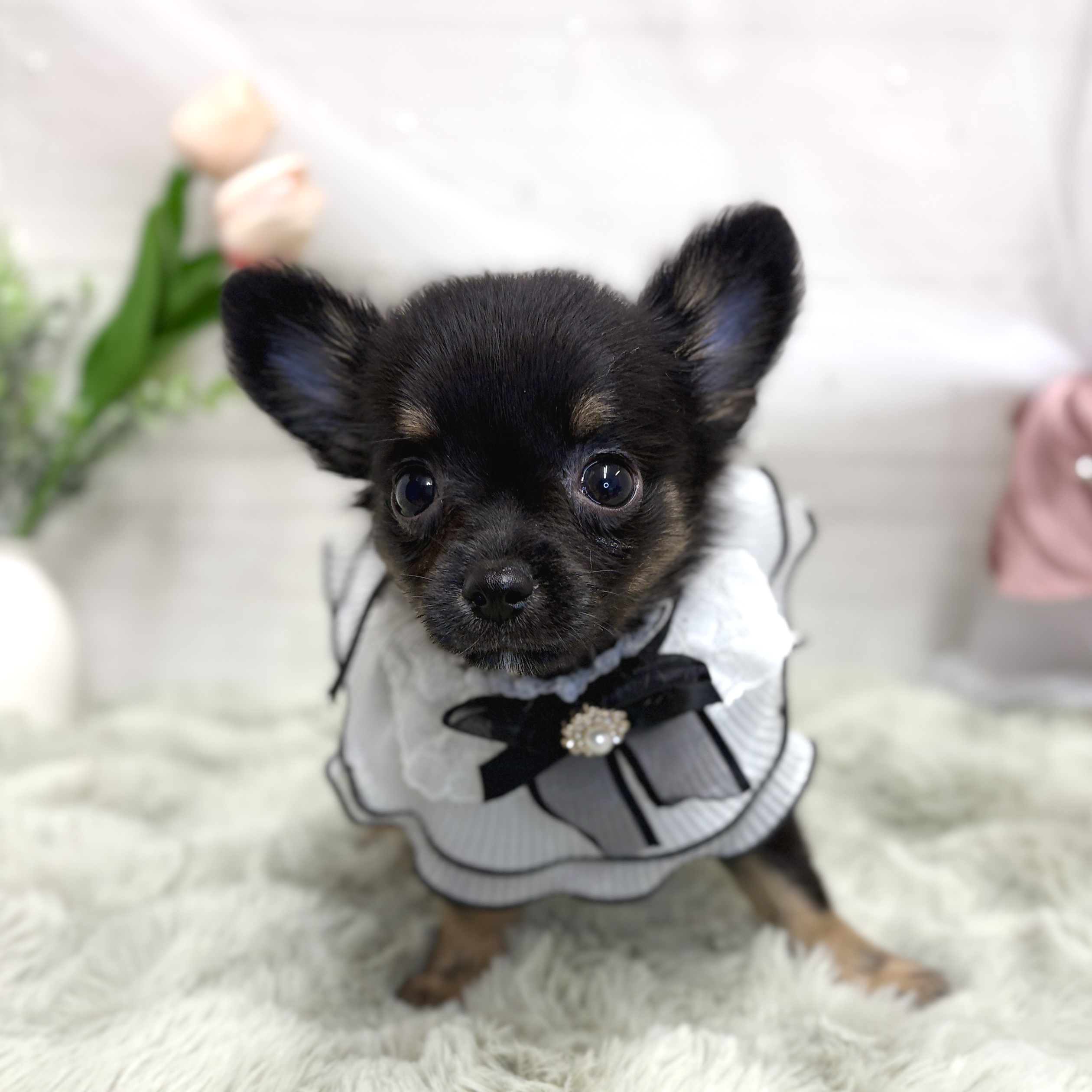 神奈川県のチワワ(ロング) (犬の家＆猫の里相模原店/2026年7月27日生まれ/女の子/ブラックタンホワイト)の子犬の2枚目の画像