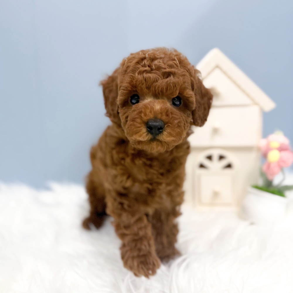 愛知県のトイプードル(トイ) (犬の家＆猫の里岡崎店/2026年7月27日生まれ/男の子/レッド)の子犬の2枚目の画像