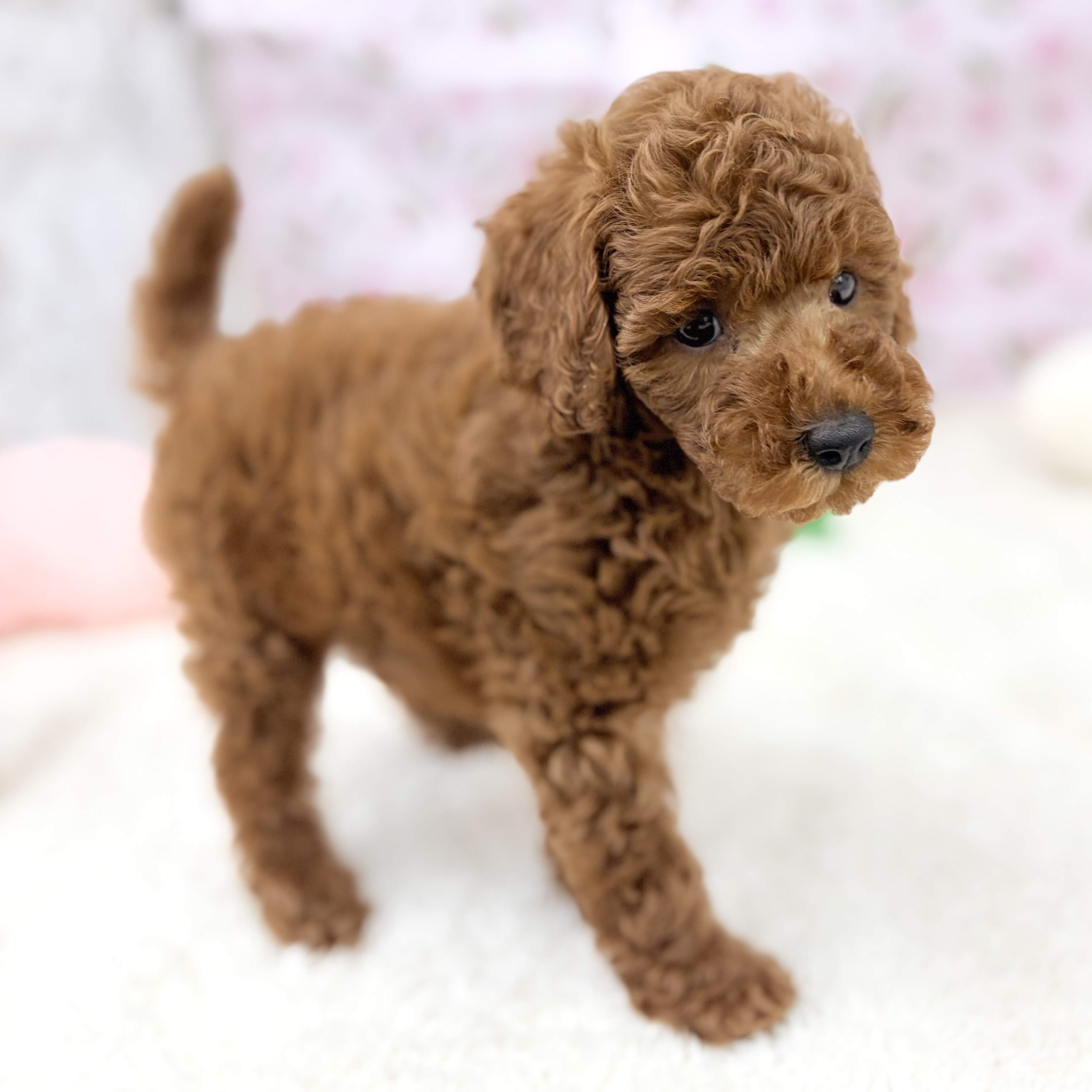 愛知県のトイプードル(トイ) (犬の家＆猫の里エアポートウォーク店/2026年7月27日生まれ/女の子/レッド)の子犬の2枚目の画像