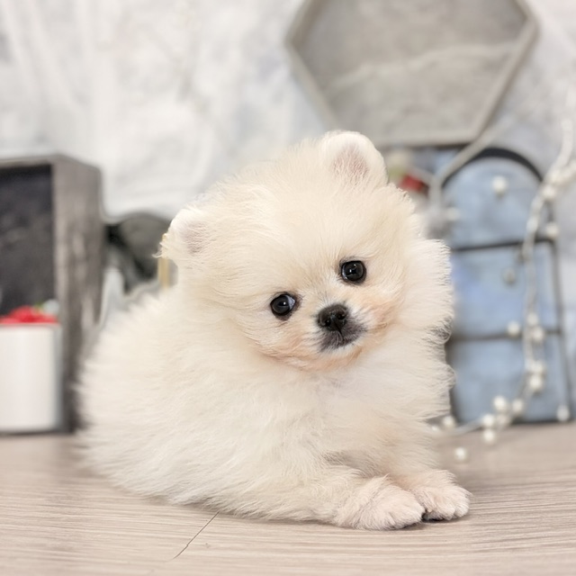 千葉県のポメラニアン (犬の家＆猫の里ワンズモール稲毛店/2026年7月27日生まれ/男の子/ホワイト)の子犬の2枚目の画像