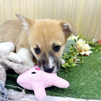 神奈川県のウェルシュコーギーペンブローク (犬の家＆猫の里小田原店/2026年7月27日生まれ/男の子/セーブルホワイト)の子犬の2枚目の画像