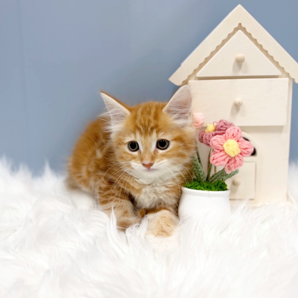 愛知県のノルウェージャンフォレストキャット (犬の家＆猫の里岡崎店/2026年7月26日生まれ/男の子/レッドタビーホワイト)の子猫の2枚目の画像