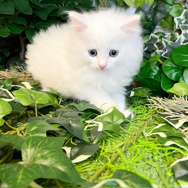 東京都のマンチカン (犬の家＆猫の里新宿店/2026年7月28日生まれ/男の子/ホワイト)の子猫の2枚目の画像