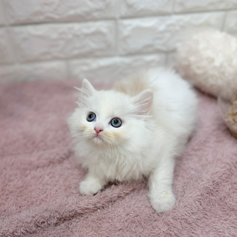 静岡県のミヌエット (犬の家＆猫の里プレ葉ウォーク浜北店/2026年7月27日生まれ/男の子/カメオタビーホワイト)の子猫の2枚目の画像
