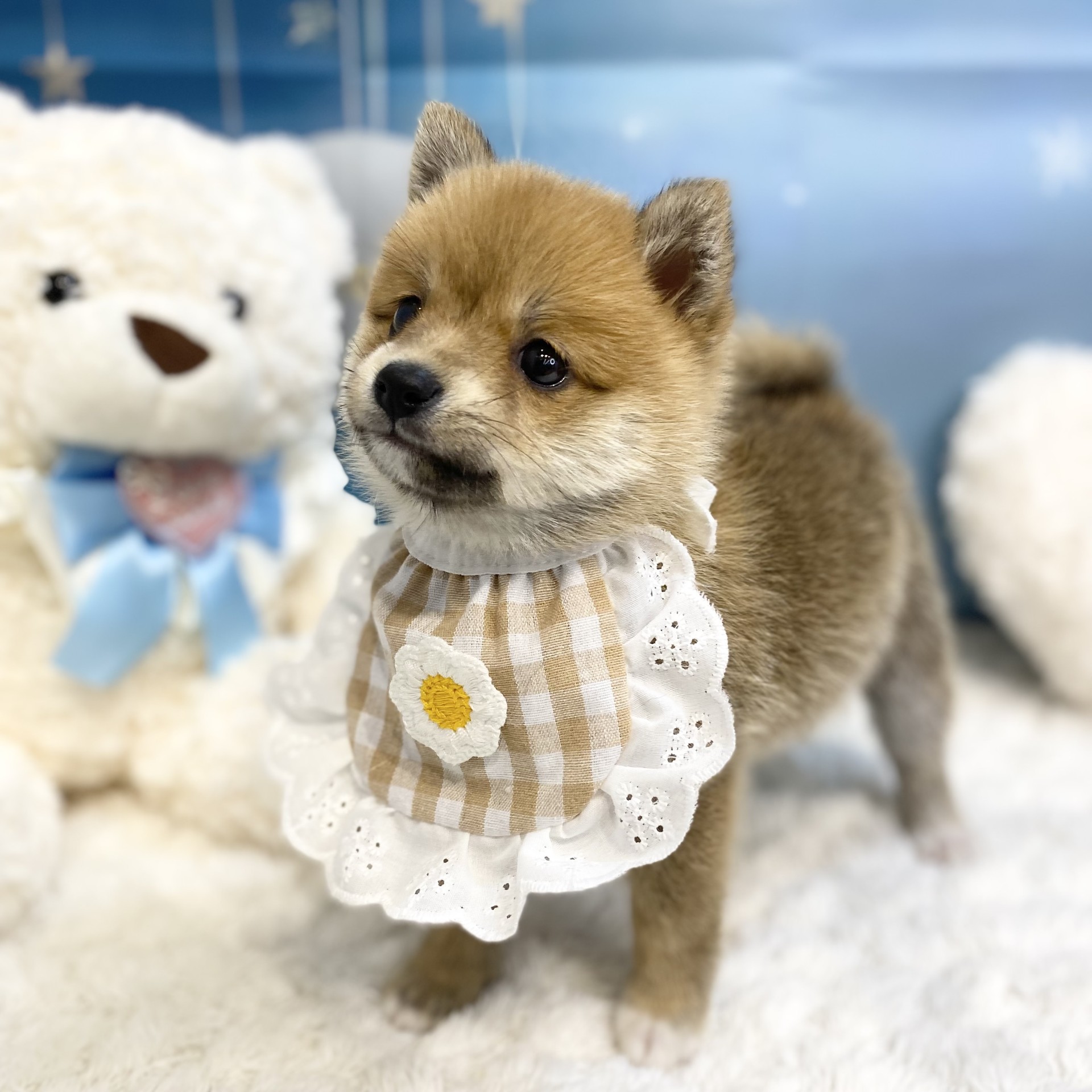 長野県のポメ柴/豆ポメ/ポメ豆柴(ポメラニアン×柴犬) (犬の家＆猫の里カインズ梓川店/2026年7月27日生まれ/女の子/赤)の子犬の2枚目の画像