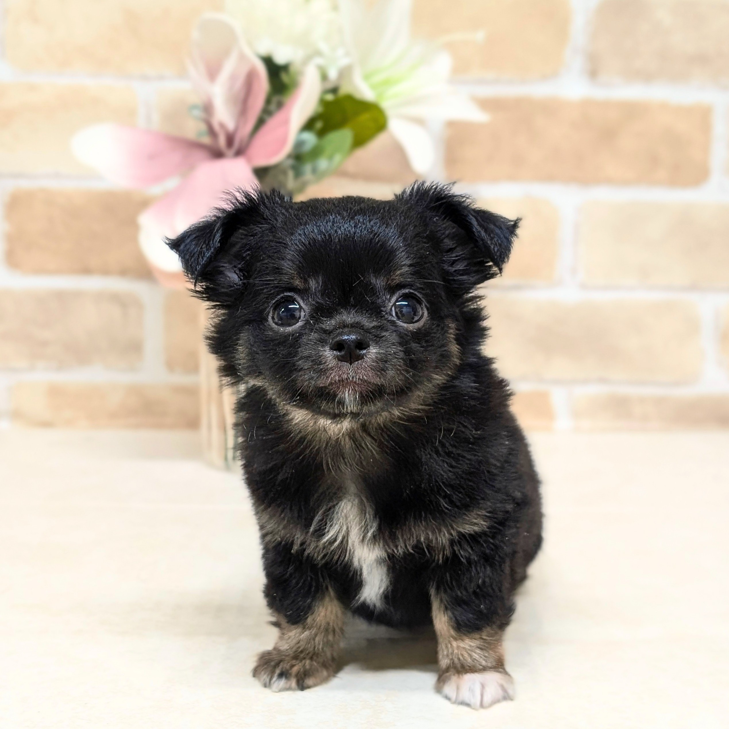 愛知県のチワワ(ロング) (犬の家＆猫の里安城店/2026年7月27日生まれ/女の子/ブラックタンホワイト)の子犬の1枚目の画像
