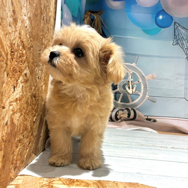 福岡県のマルプー(マルチーズ×プードル) (犬の家＆猫の里トリアス久山店/2026年7月25日生まれ/女の子/クリーム)の子犬の2枚目の画像