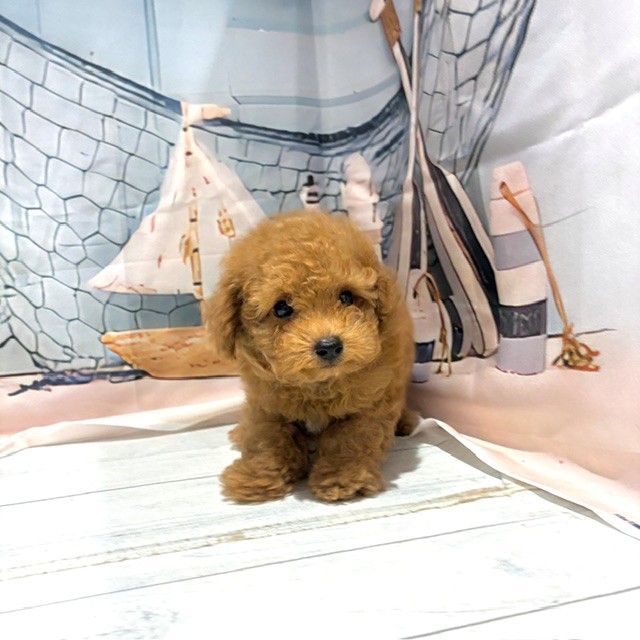 福岡県のトイプードル(タイニー) (犬の家＆猫の里トリアス久山店/2026年7月28日生まれ/男の子/アプリコット)の子犬の2枚目の画像