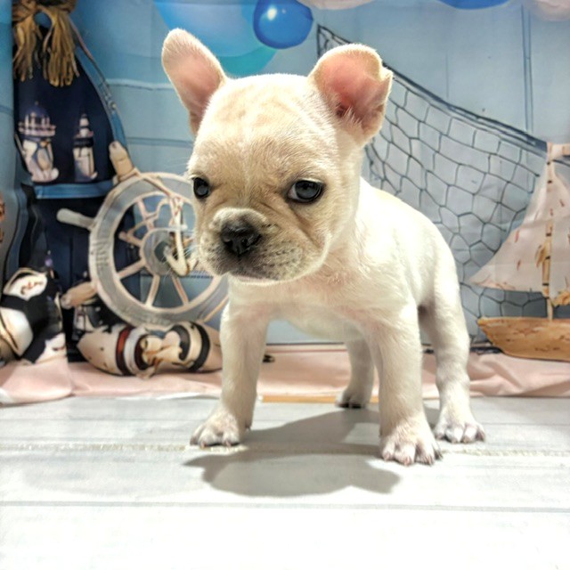 福岡県のフレンチブルドッグ (犬の家＆猫の里トリアス久山店/2026年7月24日生まれ/男の子/クリーム)の子犬の2枚目の画像
