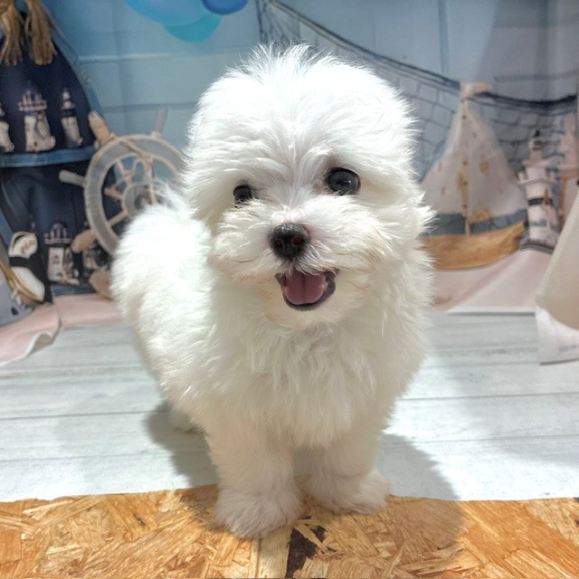 福岡県のマルチーズ (犬の家＆猫の里トリアス久山店/2026年7月27日生まれ/女の子/ホワイト)の子犬の2枚目の画像