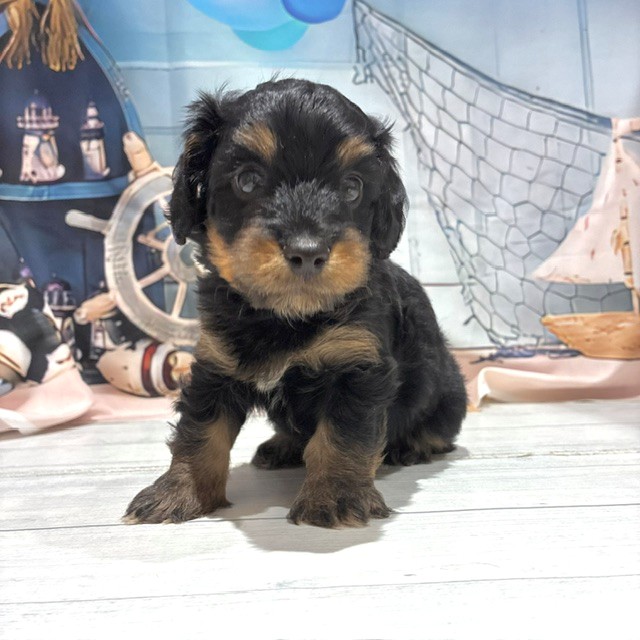 福岡県のダップー(ダックス×プードル) (犬の家＆猫の里トリアス久山店/2026年7月26日生まれ/男の子/ブラックタン)の子犬の2枚目の画像