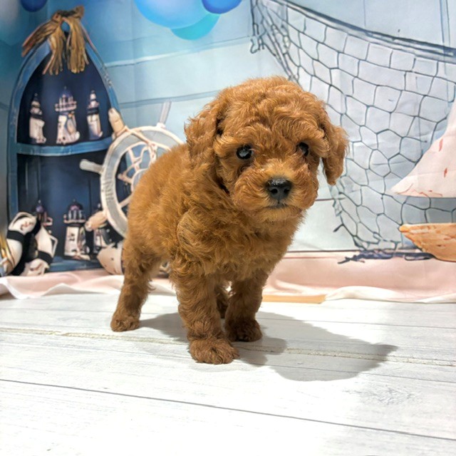 福岡県のトイプードル(ティーカップ) (犬の家＆猫の里トリアス久山店/2026年7月25日生まれ/男の子/レッド)の子犬の2枚目の画像