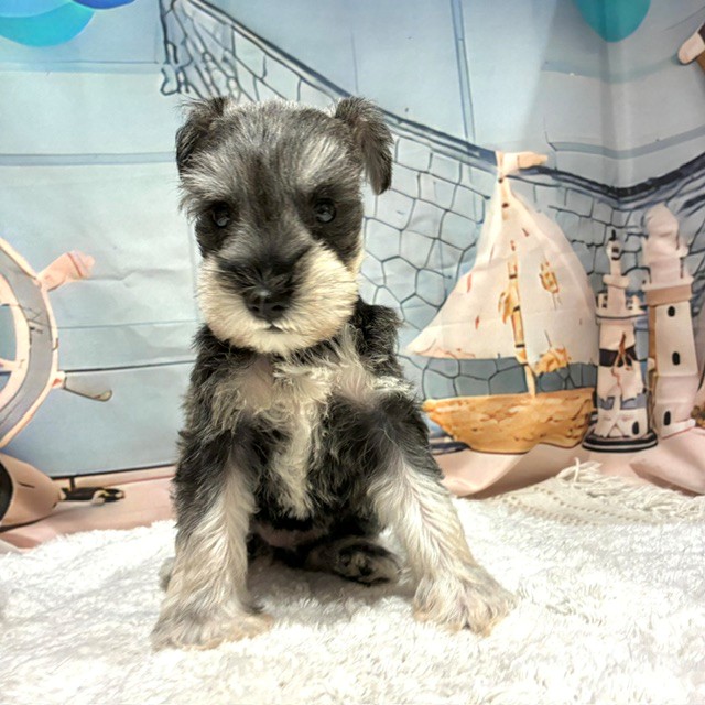 福岡県のミニチュアシュナウザー (犬の家＆猫の里トリアス久山店/2026年7月25日生まれ/女の子/ソルトペッパー)の子犬の2枚目の画像