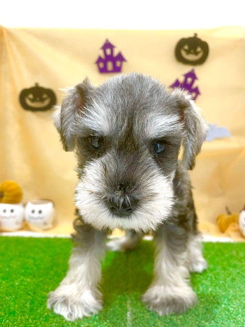 福岡県のミニチュアシュナウザー (犬の家＆猫の里くりえいと宗像店/2026年7月25日生まれ/男の子/ソルトペッパー)の子犬の2枚目の画像