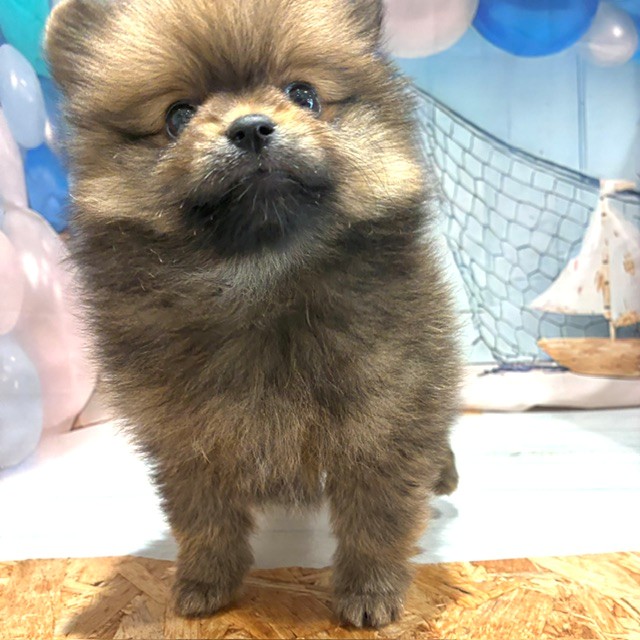 福岡県のポメラニアン (犬の家＆猫の里トリアス久山店/2026年7月22日生まれ/男の子/オレンジセーブル)の子犬の2枚目の画像