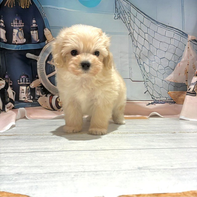 福岡県のマルプー(マルチーズ×プードル) (犬の家＆猫の里トリアス久山店/2026年7月27日生まれ/男の子/クリーム)の子犬の2枚目の画像