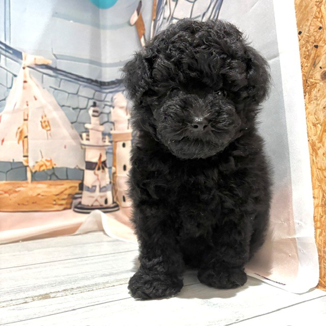 福岡県のトイプードル(トイ) (犬の家＆猫の里トリアス久山店/2026年7月28日生まれ/男の子/ブラック)の子犬の1枚目の画像