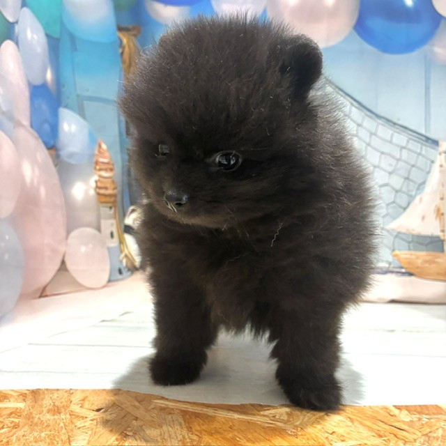 福岡県のポメラニアン (犬の家＆猫の里トリアス久山店/2026年7月26日生まれ/女の子/ブラック)の子犬の2枚目の画像