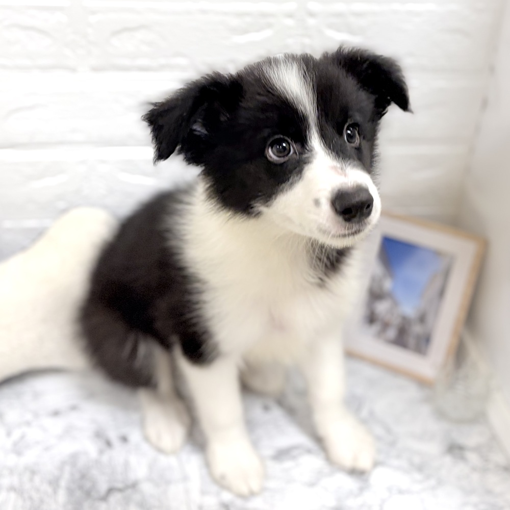 愛知県のボーダーコリー (犬の家＆猫の里豊田店/2026年7月22日生まれ/男の子/ブラックホワイト)の子犬の2枚目の画像