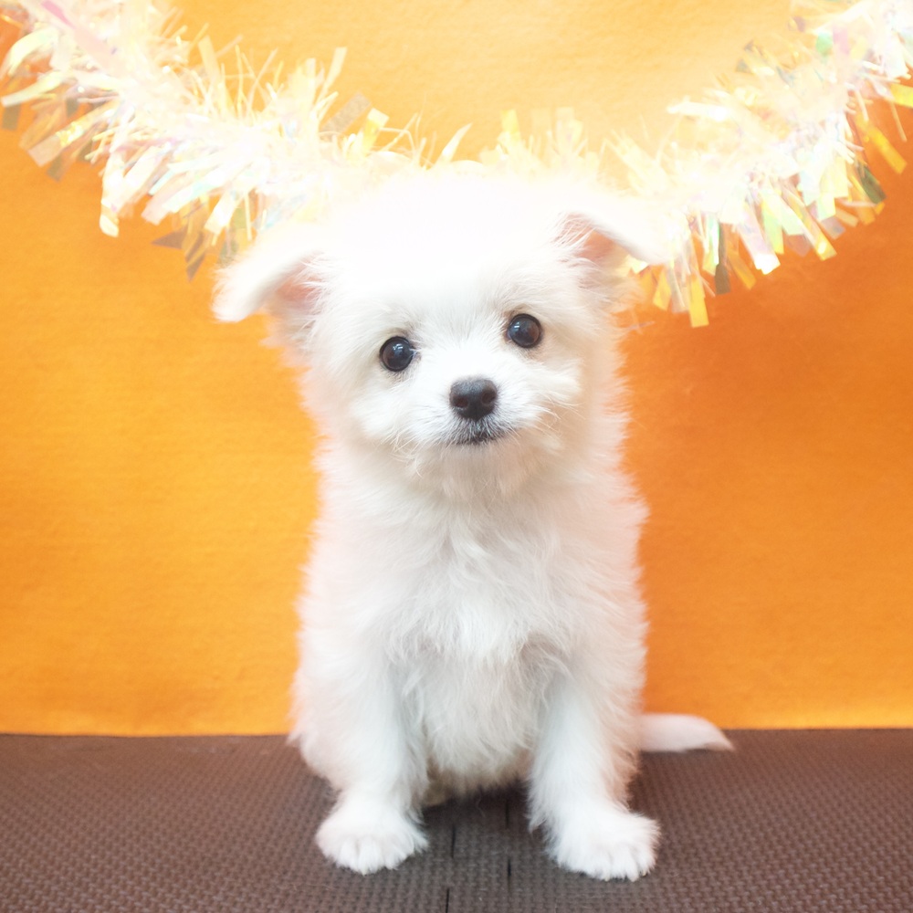 ハーフ犬女の子の写真