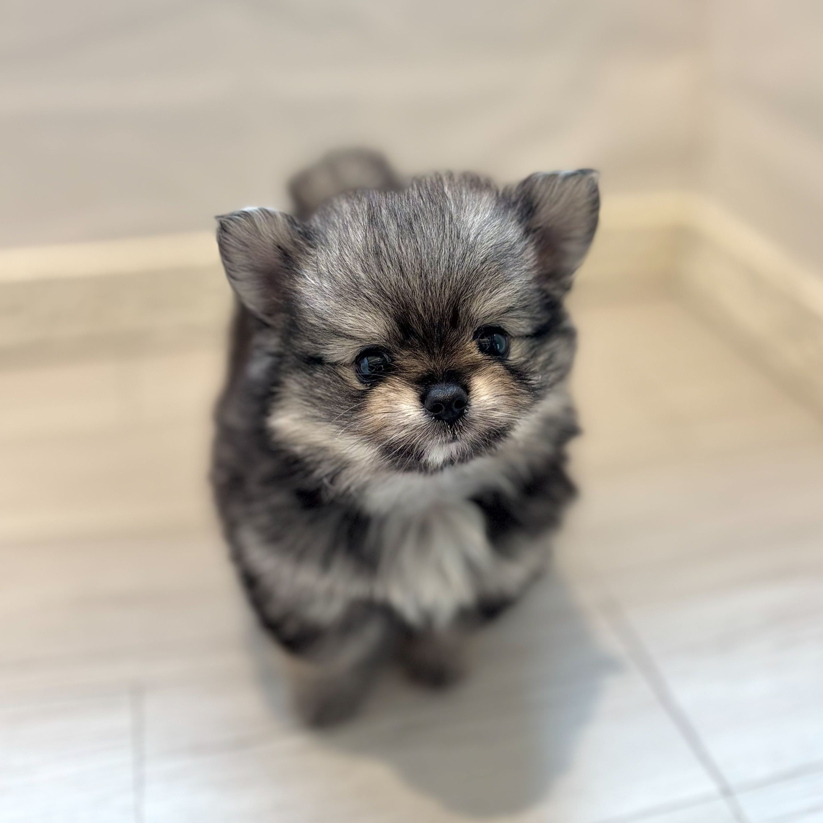 ハーフ犬男の子の写真