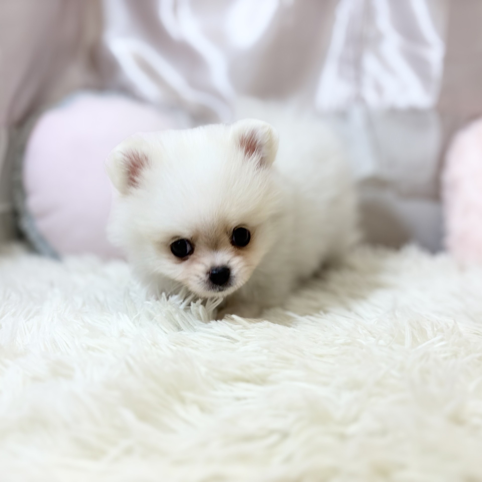 兵庫県のポメチワ/チワポメ/ポメチー(ポメラニアン×チワワ) (犬の家＆猫の里カナート西神戸店/2026年7月28日生まれ/女の子/クリームホワイト)の子犬の1枚目の画像