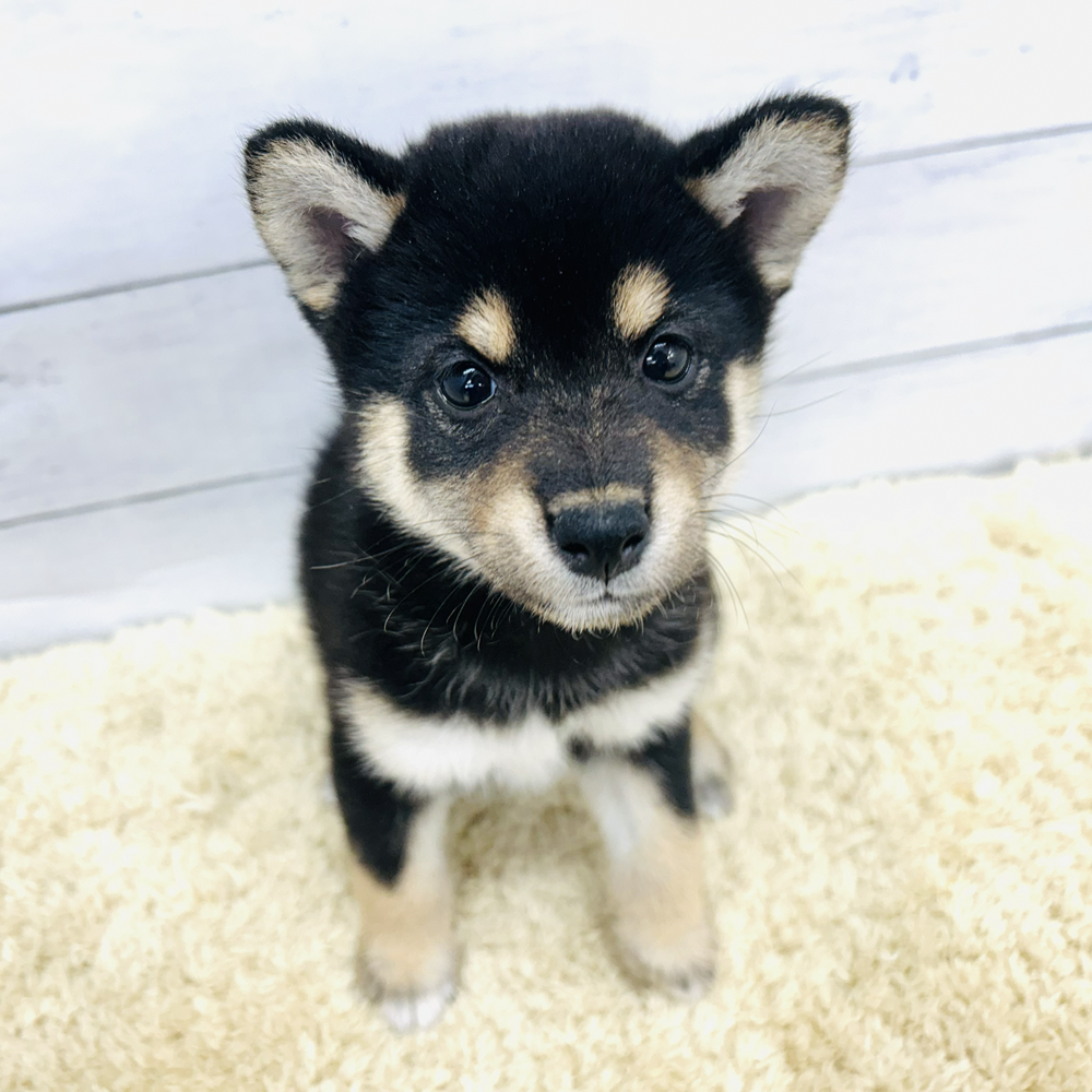 愛知県の柴犬(標準サイズ) (犬の家＆猫の里七宝店/2026年7月28日生まれ/女の子/黒)の子犬の2枚目の画像
