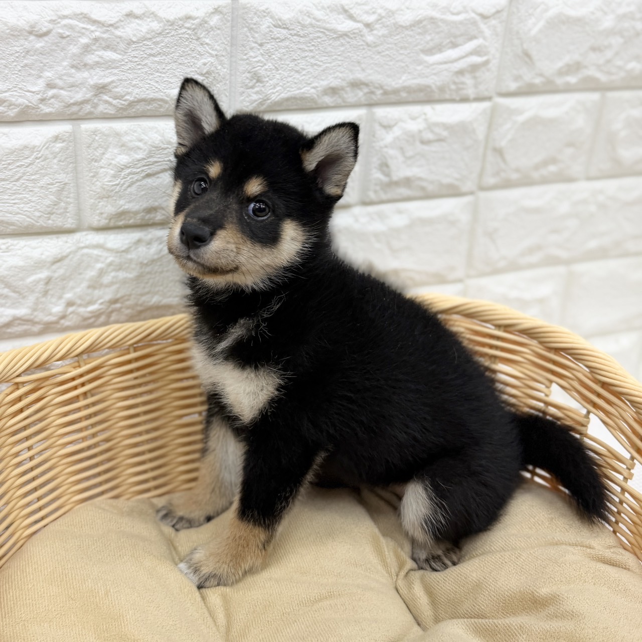 愛知県の柴犬(標準サイズ) (犬の家＆猫の里MEGAドン・キホーテ東海名和店/2026年7月28日生まれ/女の子/黒)の子犬の2枚目の画像