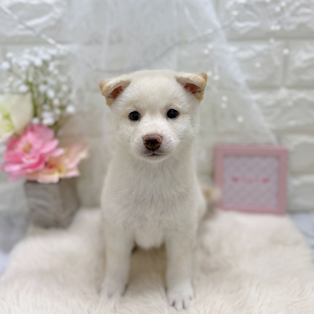 福井県の柴犬(標準サイズ) (犬の家＆猫の里アミーゴ福井大和田店/2026年7月28日生まれ/女の子/白)の子犬の1枚目の画像