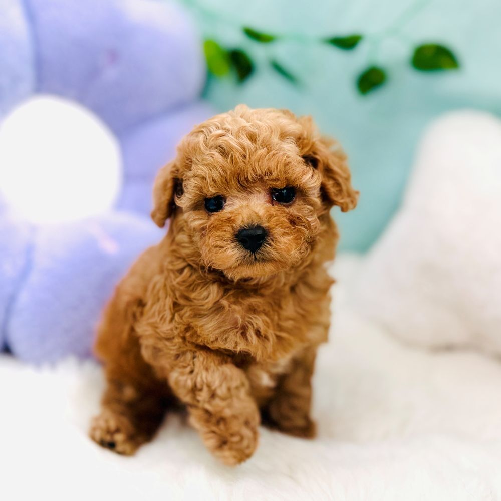 愛知県のトイプードル(ティーカップ) (犬の家＆猫の里愛知刈谷店/2026年7月28日生まれ/男の子/レッドフォーン)の子犬の2枚目の画像
