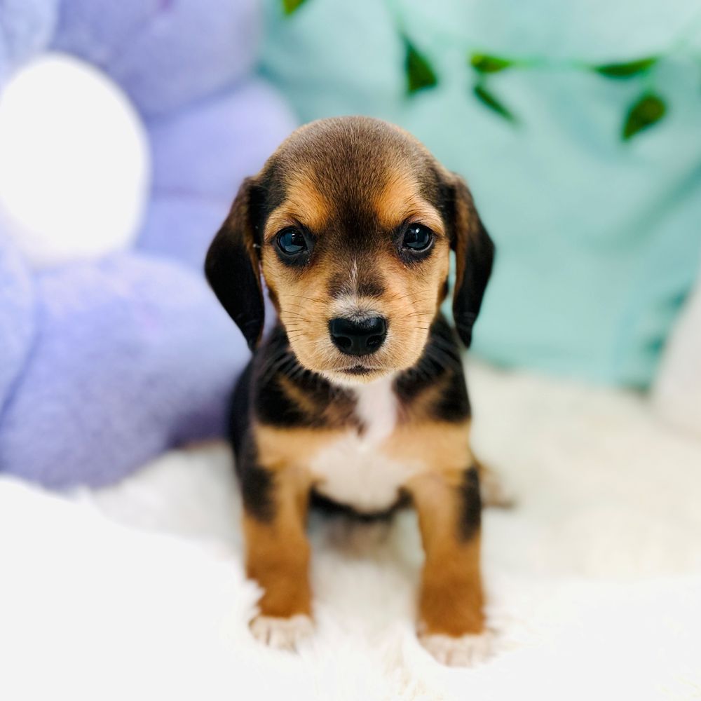 愛知県のハーフ犬・ミックス犬 (犬の家＆猫の里愛知刈谷店/2026年7月28日生まれ/女の子/ブラックタン)の子犬の2枚目の画像