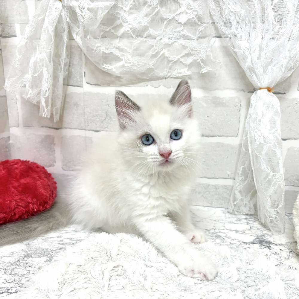 京都府のラグドール (犬の家＆猫の里京都精華店/2026年7月24日生まれ/男の子/ブルーポイントバイカラー)の子猫の2枚目の画像