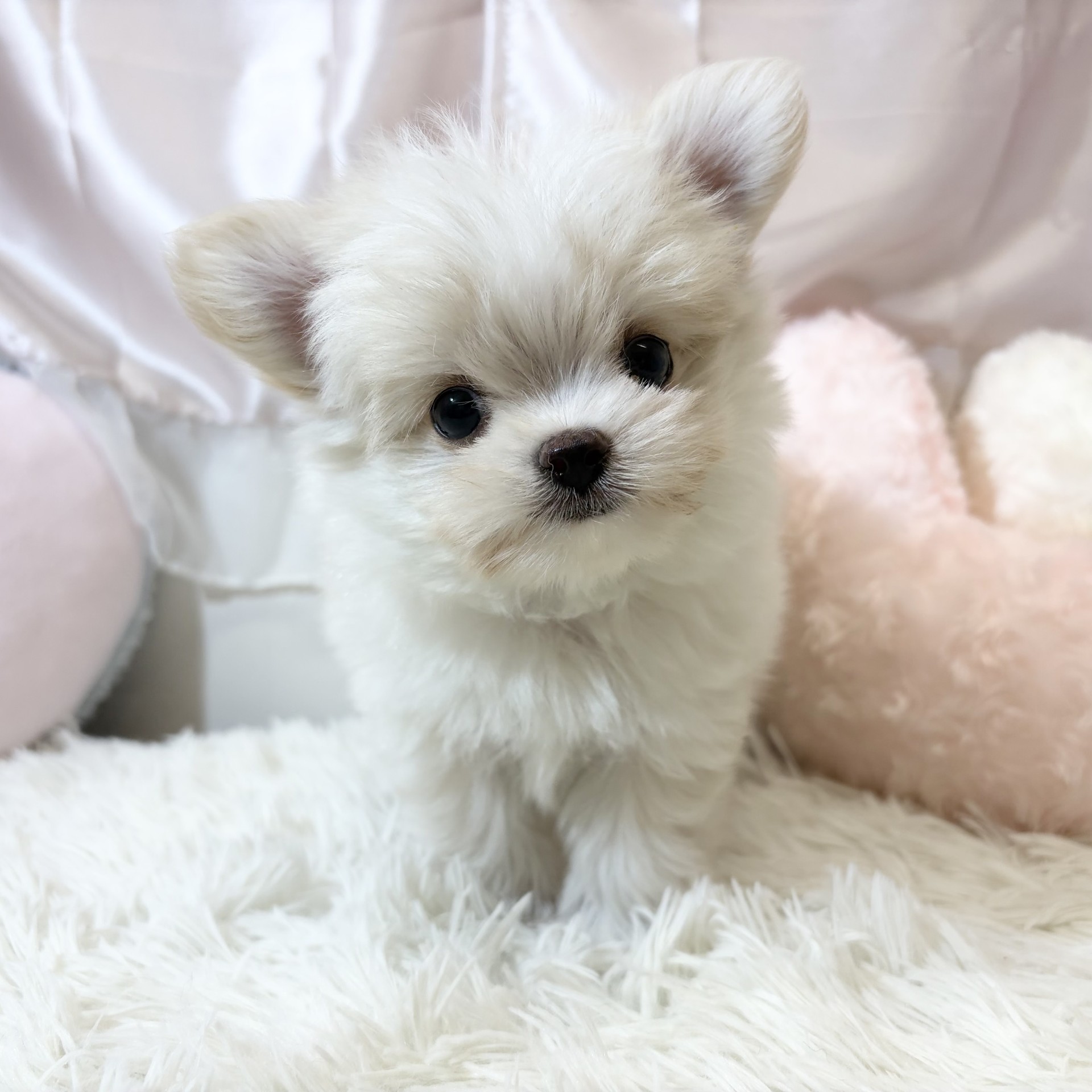 ハーフ犬男の子の写真