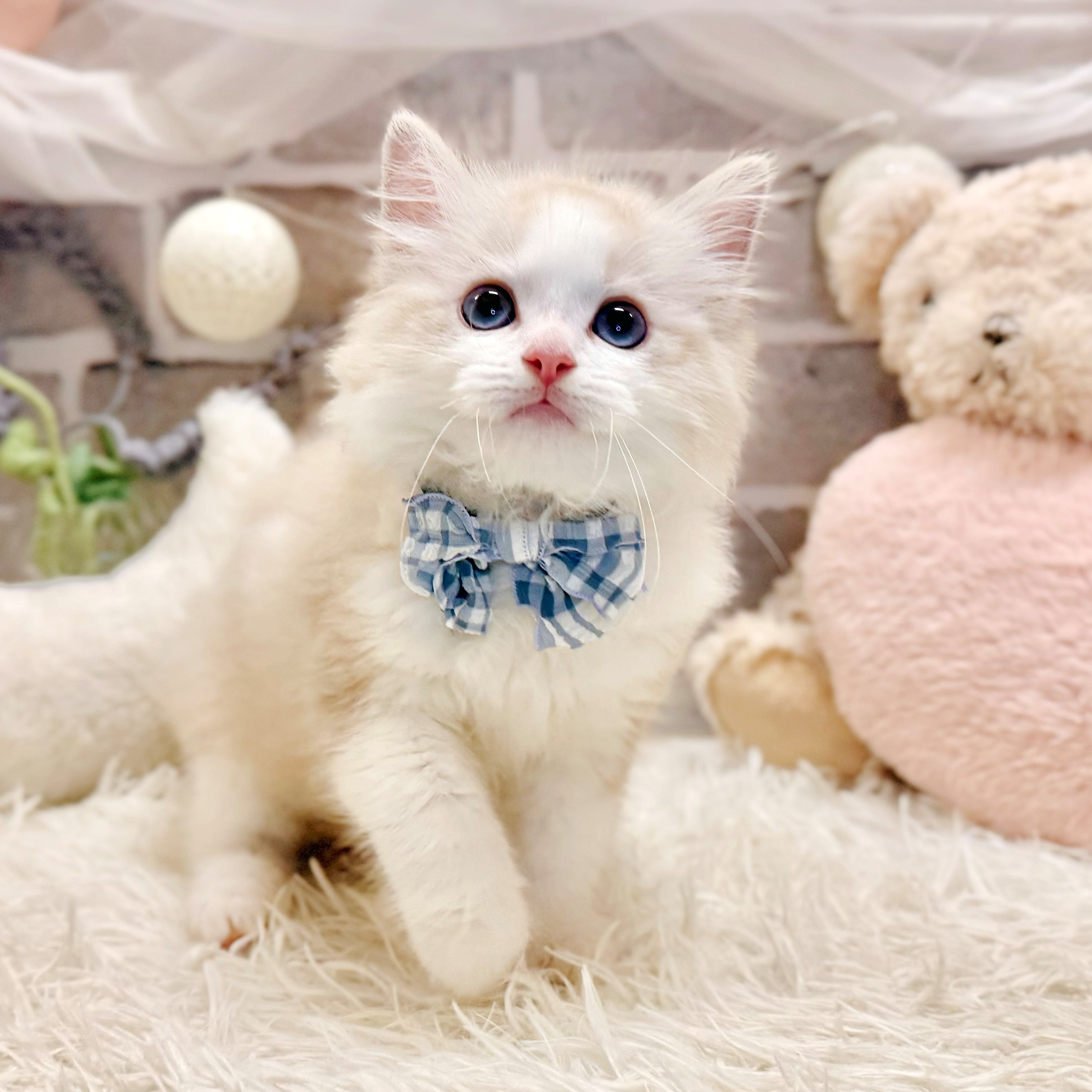 兵庫県のラグドール (犬の家＆猫の里神戸店/2026年7月30日生まれ/男の子/シールリンクスポイントバイカラー)の子猫の2枚目の画像