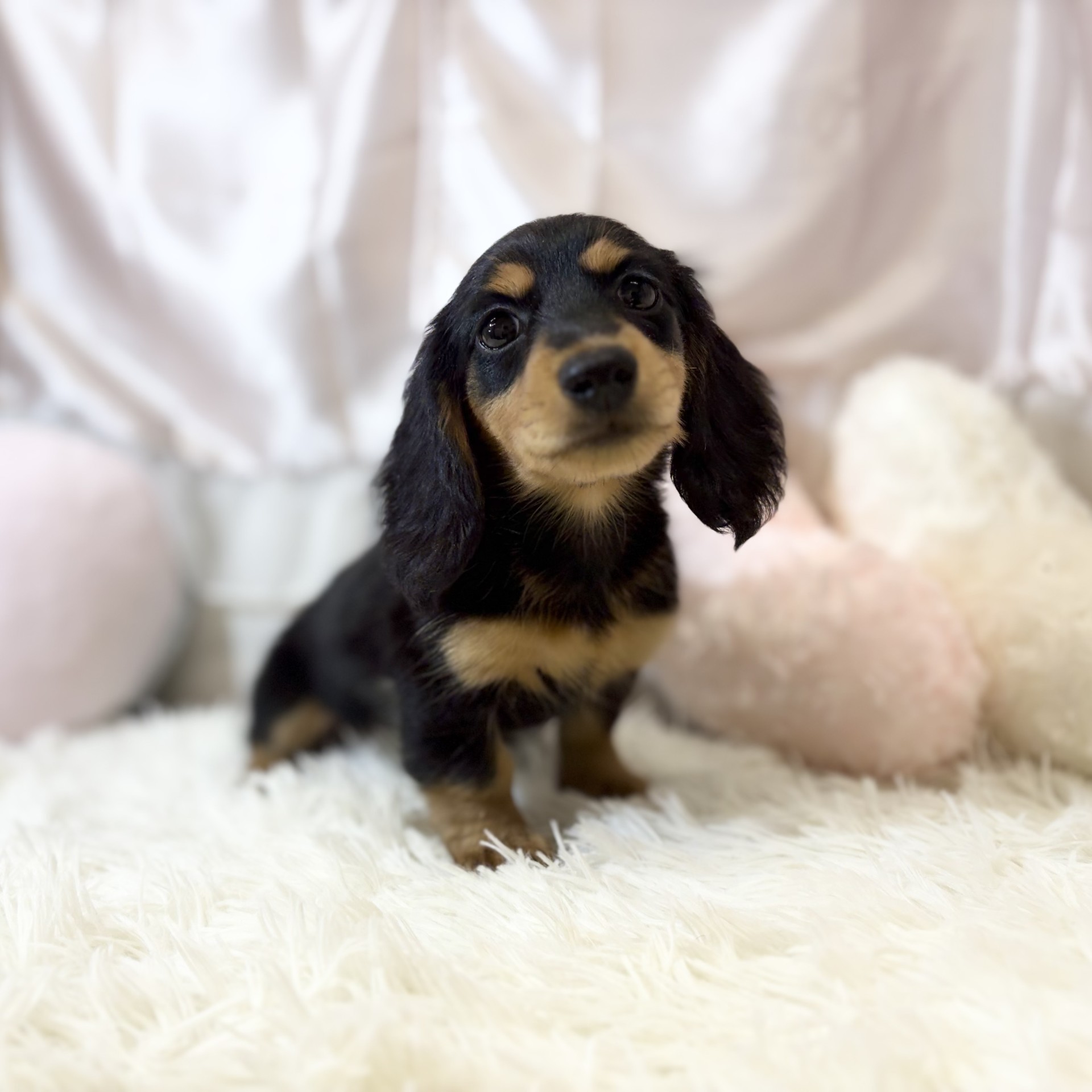 兵庫県のミニチュアダックスフンド(ロング) (犬の家＆猫の里カナート西神戸店/2026年7月28日生まれ/女の子/ブラックタン)の子犬の1枚目の画像