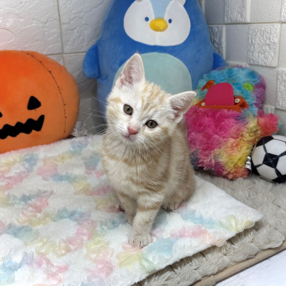 兵庫県のアメリカンショートヘアー (犬の家＆猫の里ゆめタウン姫路店/2026年7月30日生まれ/男の子/クリームタビー)の子猫の2枚目の画像