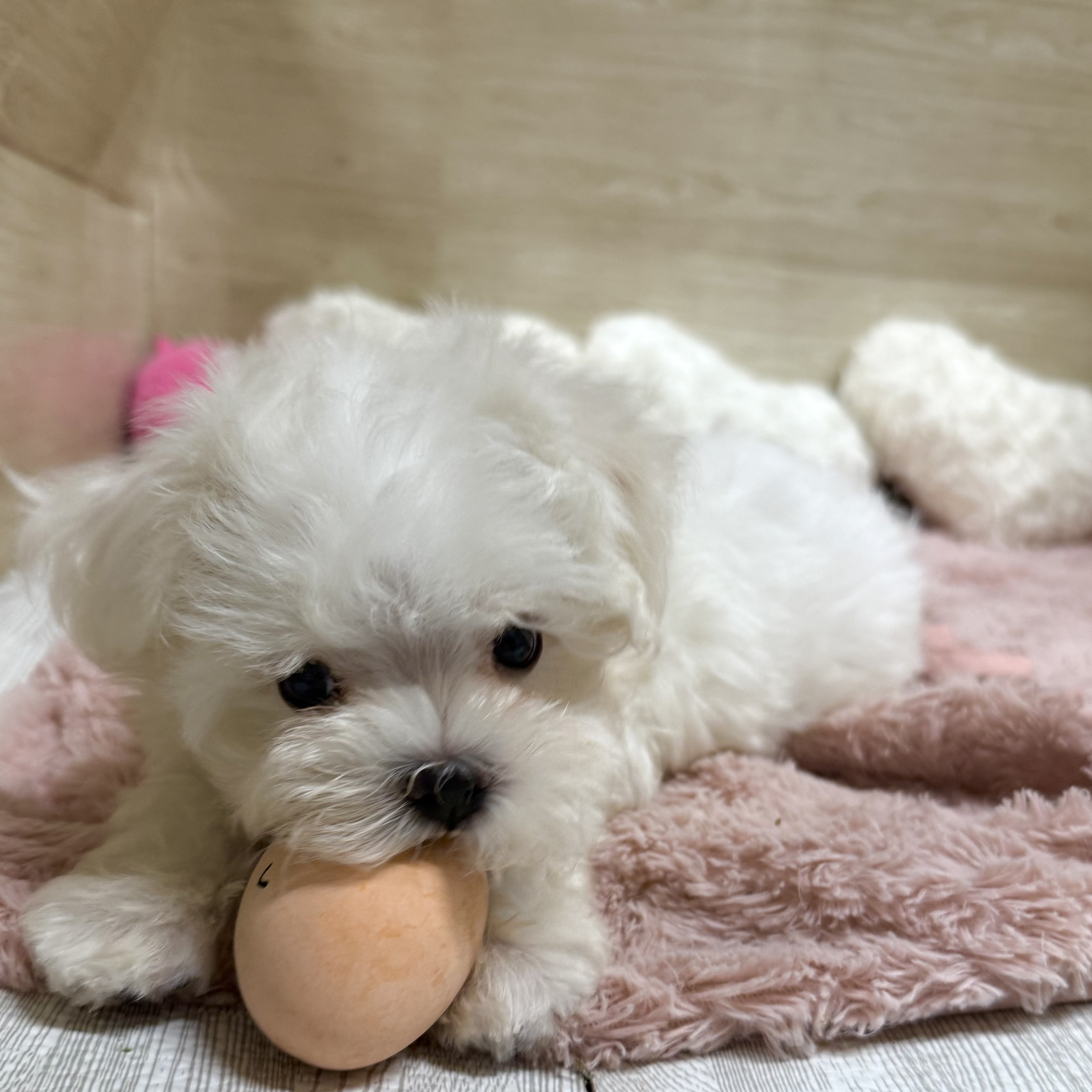 大阪府のマルチーズ (犬の家＆猫の里そよら東岸和田店/2026年7月25日生まれ/男の子/ホワイト)の子犬の2枚目の画像
