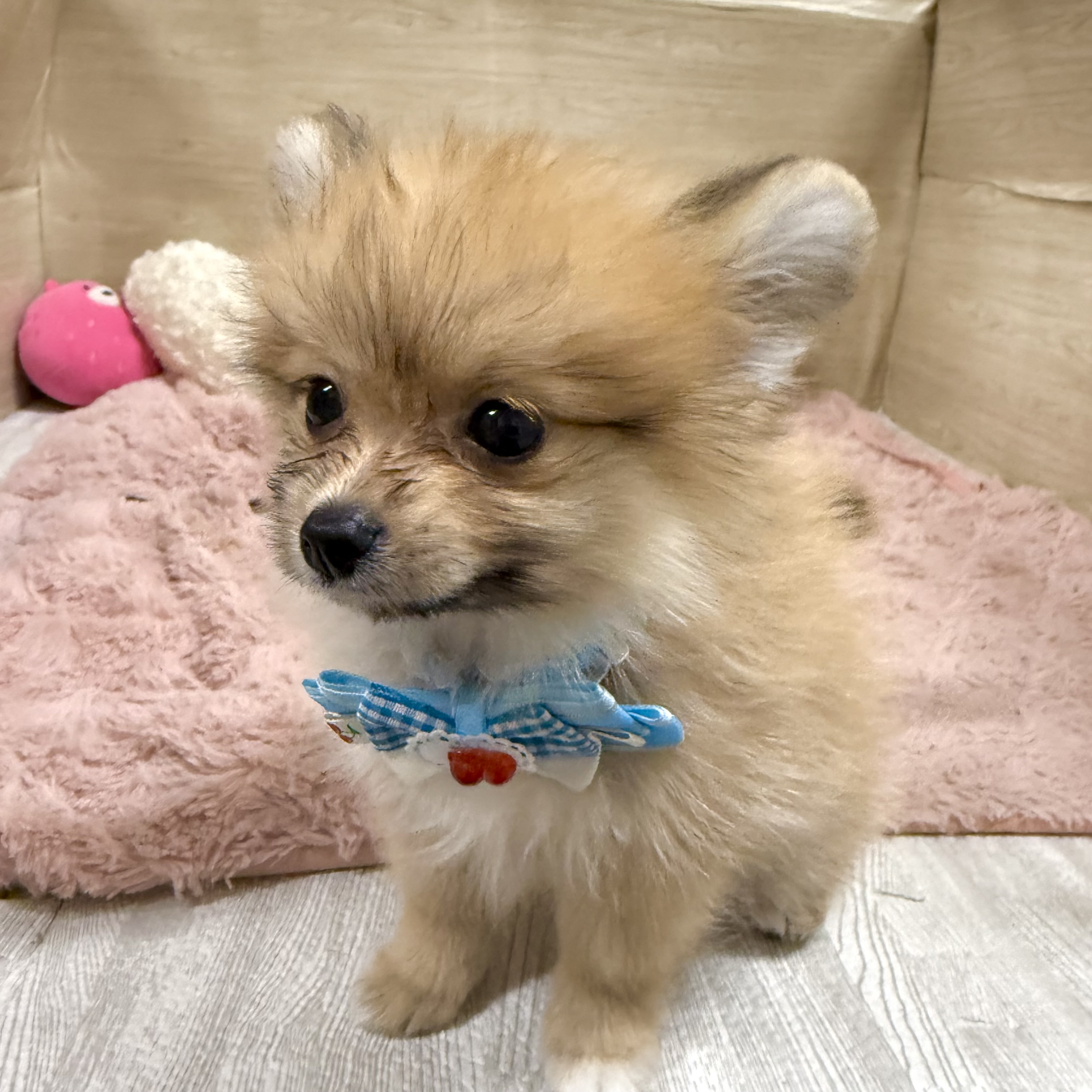 大阪府のポメヨン/パピポメ/ポメパピ(ポメラニアン×パピヨン) (犬の家＆猫の里そよら東岸和田店/2026年7月27日生まれ/女の子/レッド)の子犬の2枚目の画像