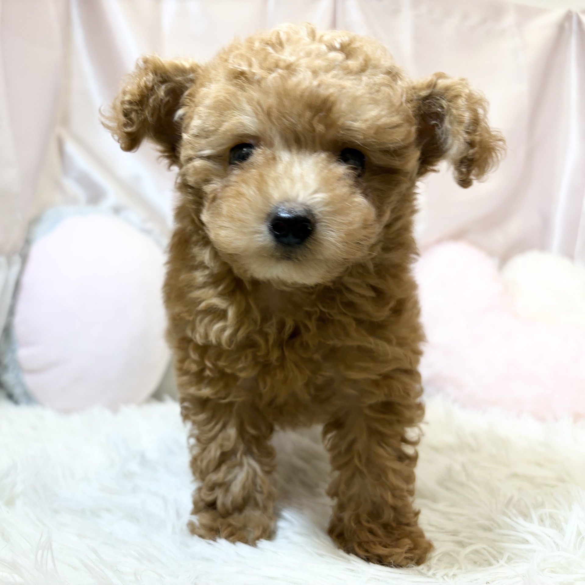兵庫県のトイプードル(トイ) (犬の家＆猫の里カナート西神戸店/2026年7月28日生まれ/男の子/レッドフォーン)の子犬の1枚目の画像