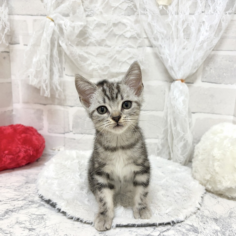京都府のアメリカンショートヘアー (犬の家＆猫の里京都精華店/2026年7月28日生まれ/女の子/シルバータビー)の子猫の1枚目の画像